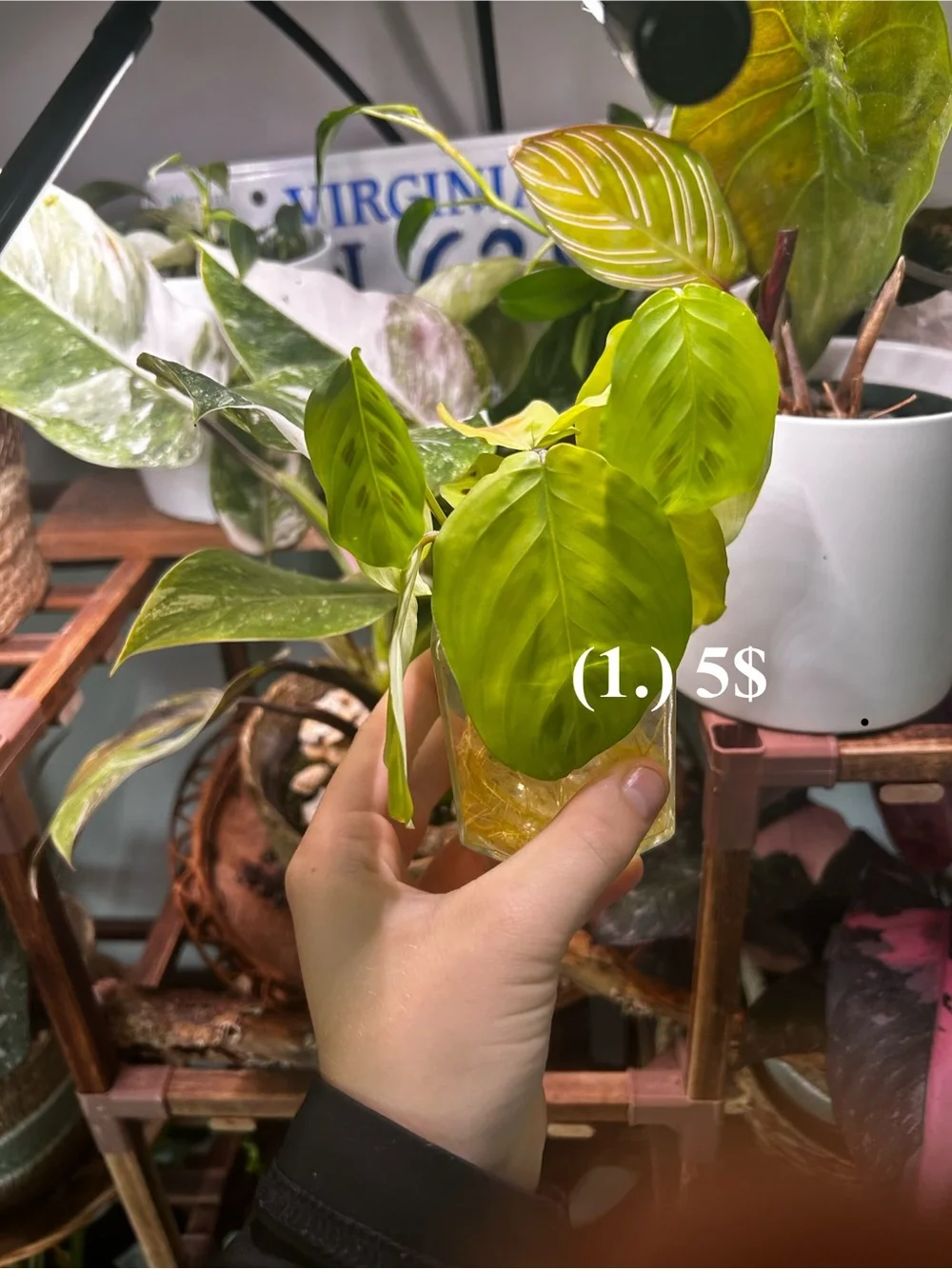 Green Variegated Snake Plant in Green Planter - Home Accents